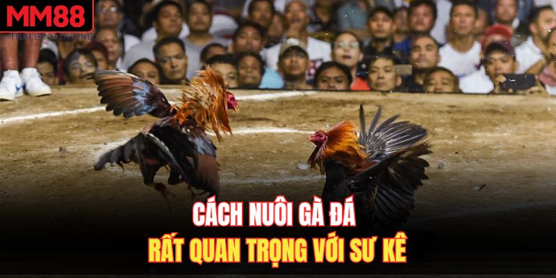 Cách nuôi gà đá rất quan trọng với sư kê 