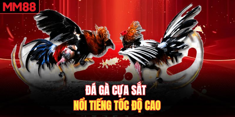 Đá gà cựa sắt nổi tiếng tốc độ cao 