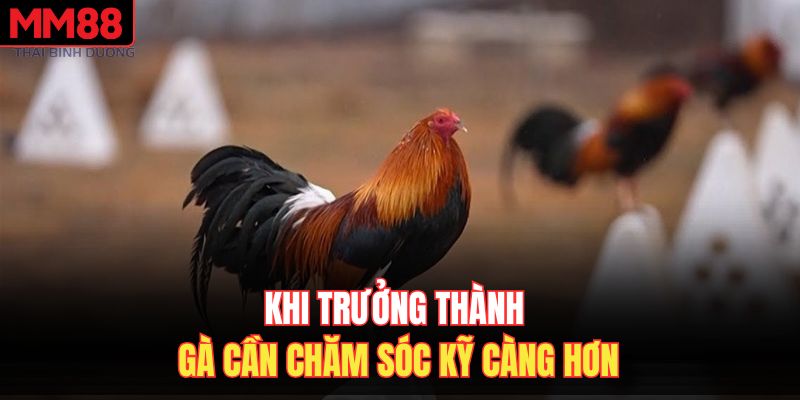 Khi trưởng thường gà cần chăm sóc kỹ càng hơn 