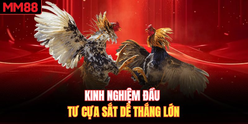 Kinh nghiệm đầu tư cựa sắt dễ thắng lớn 