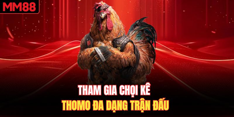 Tham gia chọi kê Thomo đa dạng trận đấu 