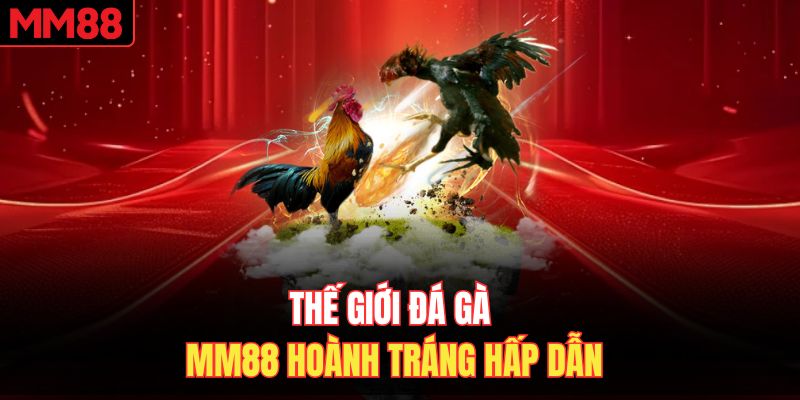 Thế giới đá gà MM88 hoành tráng hấp dẫn 